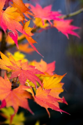 Клен ширасаві Джордан|Acer shirasawanum Jordan|Клен ширасави Джордан